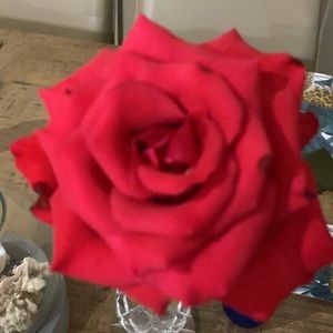 Meet your Posher, Frances